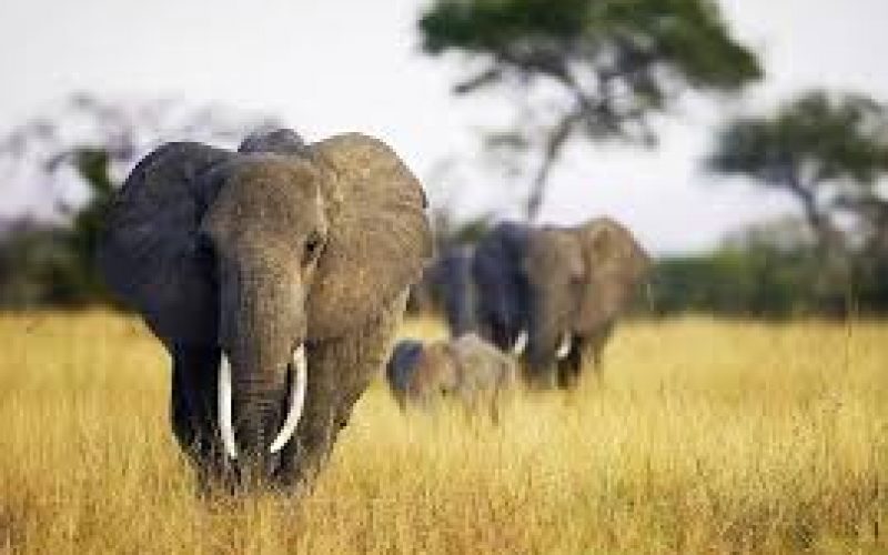 ზიმბაბვემ ჩინეთსა და დუბაიში სპილოების გაყიდვიდან, მიმდინარე წელს $2,7 მილიონი მიიღო.